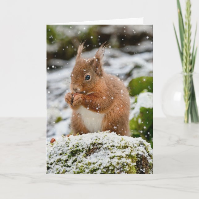 Squirrel in the snow Christmas Card (Front)