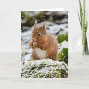 Squirrel in the snow Christmas Card