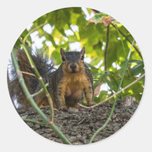 Squirrel in tree classic round sticker