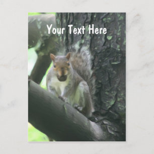 Squirrel In Tree Customisable Postcard