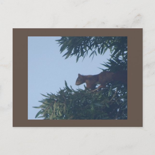 Squirrel in Tree DIY Postcard (Front)