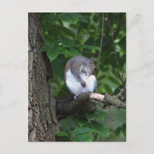 Squirrel in Tree Photo Postcard (Front)
