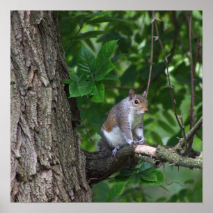Squirrel in Tree Photo Poster