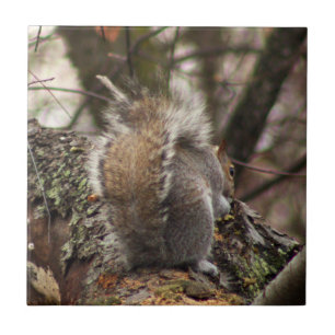 Squirrel in Tree Photo Tile