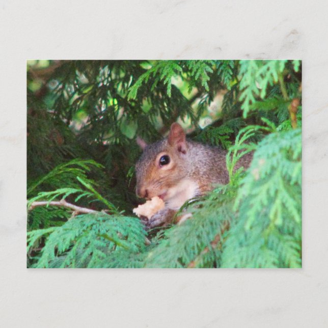 Squirrel In Tree Postcard (Front)