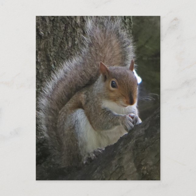 Squirrel In Tree Postcard (Front)