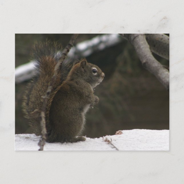 Squirrel in Winter Postcard (Front)