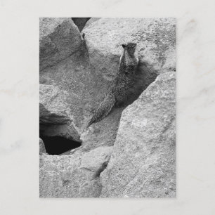 Squirrel Invitation Postcard