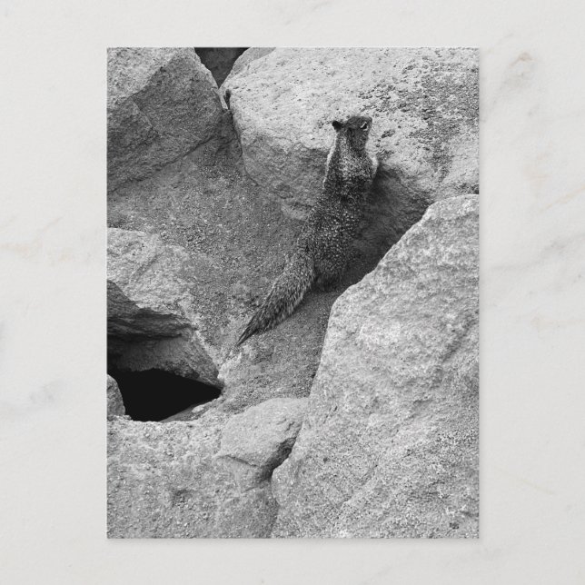 Squirrel Invitation Postcard (Front)