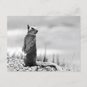 Squirrel Invitation Postcard