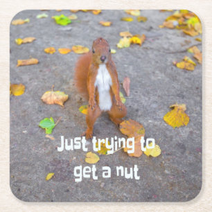 squirrel Just trying to get a nut Square Paper Coaster