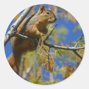 Squirrel large stickers