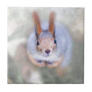 Squirrel looks at you from the bottom up tile