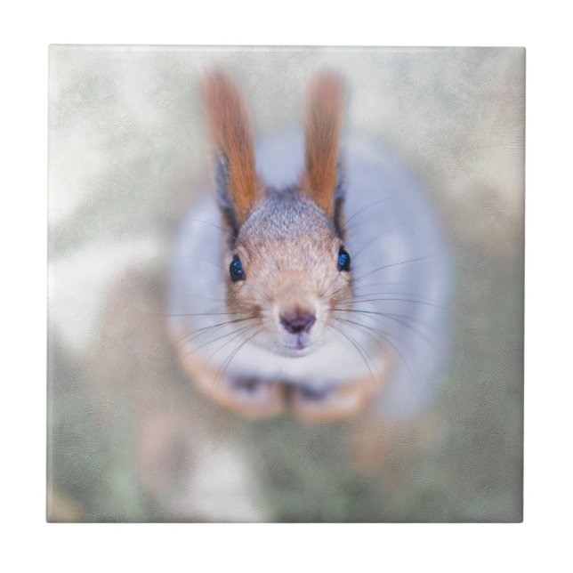 Squirrel looks at you from the bottom up tile (Front)