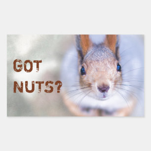 Squirrel looks at you rectangular sticker