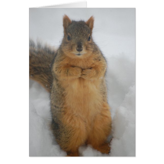 Squirrel Love (Front)