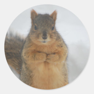 Squirrel Love Classic Round Sticker