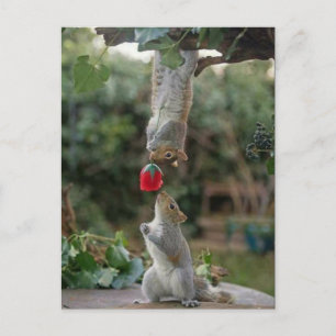 Squirrel Love Postcard