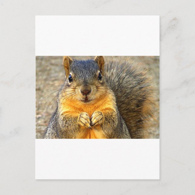 Squirrel Love_ Postcard (Front)