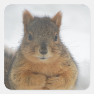 Squirrel Love Square Sticker