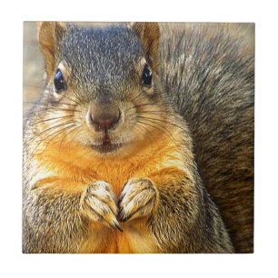 Squirrel Love_ Tile