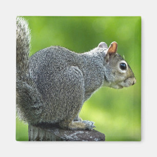 Squirrel Magnet