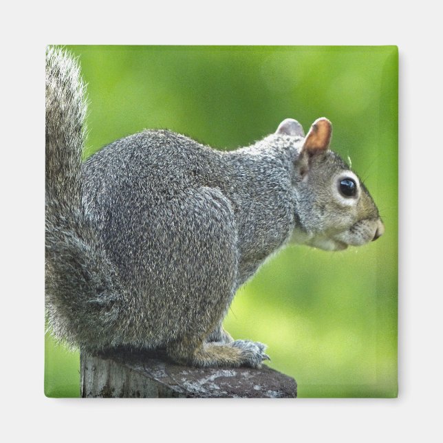 Squirrel Magnet (Front)