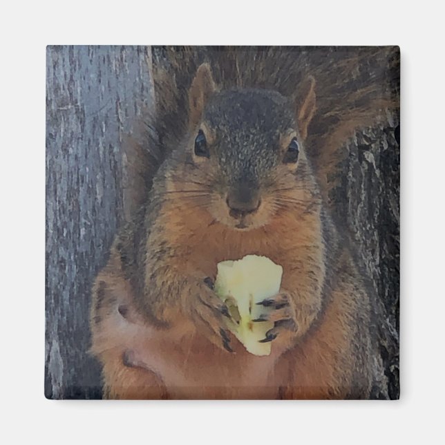 Squirrel  magnet (Front)