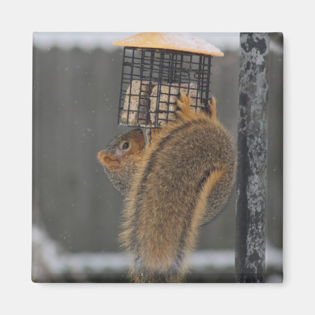 Squirrel magnet (Front)