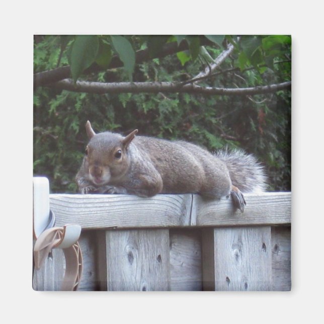 Squirrel Magnet (Front)