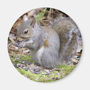 Squirrel Magnet