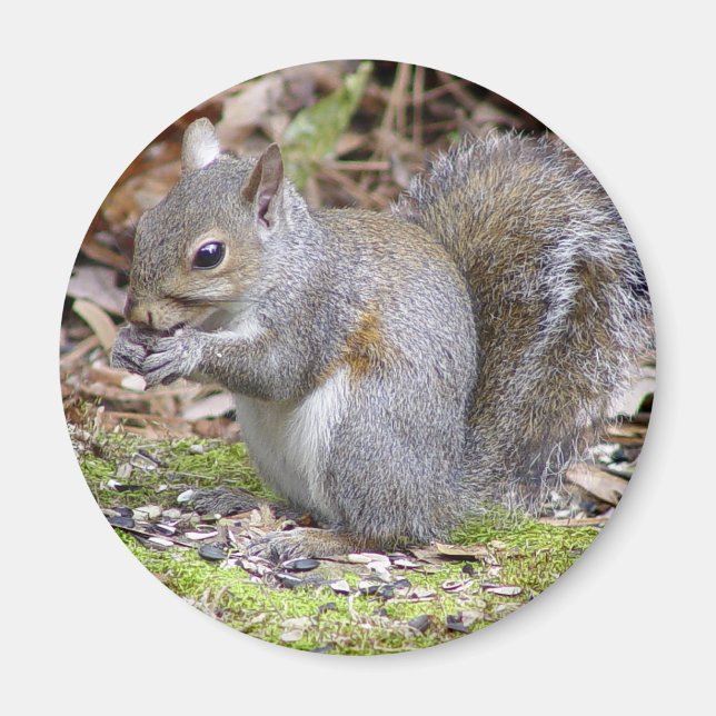 Squirrel Magnet (Front)