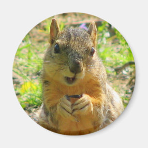 Squirrel Magnet