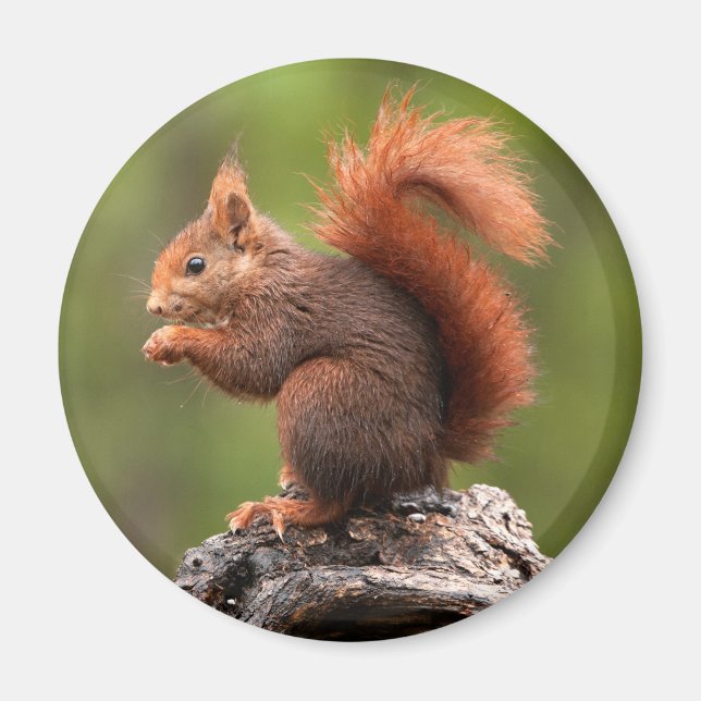 Squirrel Magnet (Front)