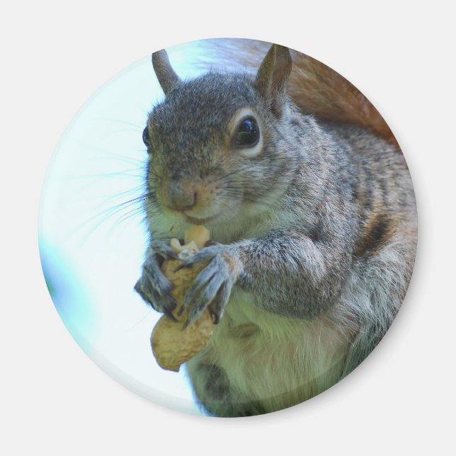 Squirrel Magnet (Front)