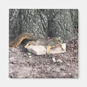 Squirrel Magnet