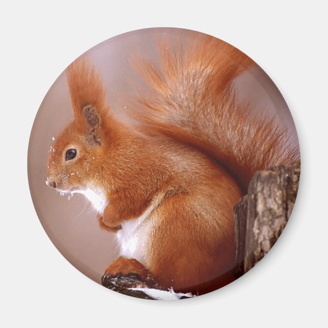 squirrel magnet (Front)