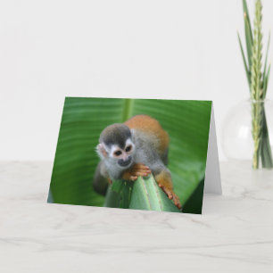 Squirrel Monkey Costa Rica Card