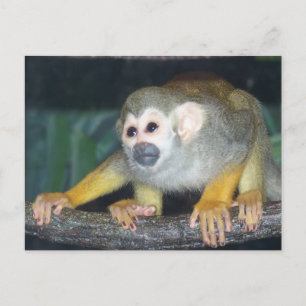 Squirrel Monkey Crouching Postcard