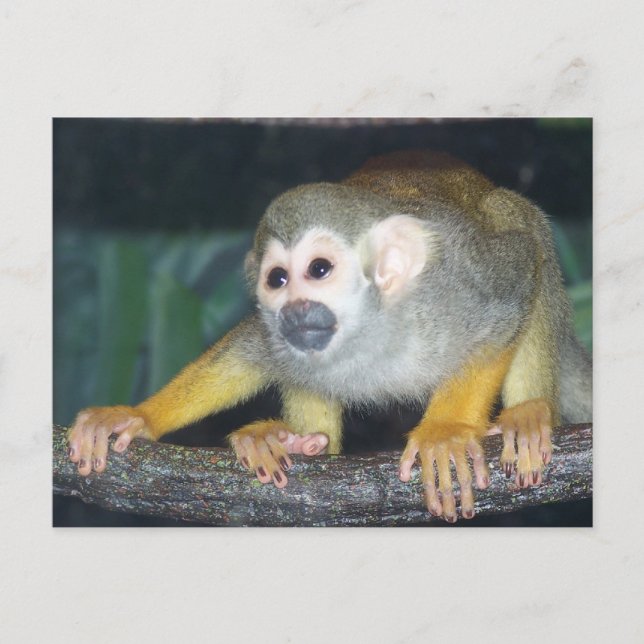 Squirrel Monkey Crouching Postcard (Front)