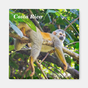 Squirrel monkey in Manuel Antonio NP - Costa Rica Magnet
