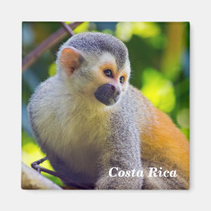 Squirrel monkey in Manuel Antonio NP - Costa Rica Magnet
