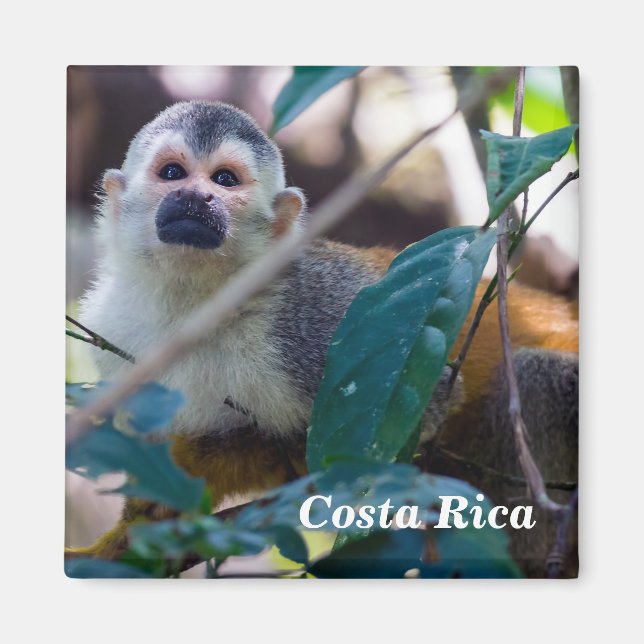 Squirrel monkey in Manuel Antonio NP - Costa Rica Magnet (Front)