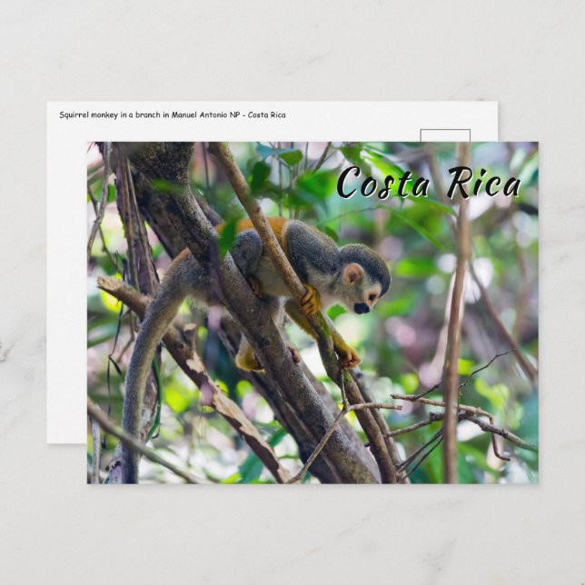 Squirrel monkey in Manuel Antonio NP - Costa Rica Postcard (Front/Back)