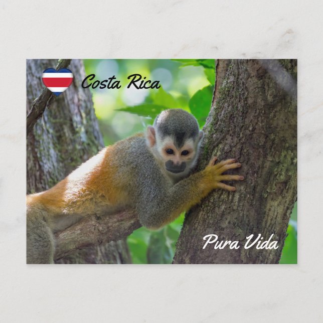 Squirrel monkey in Manuel Antonio NP - Costa Rica Postcard (Front)