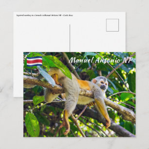 Squirrel monkey in Manuel Antonio NP - Costa Rica Postcard