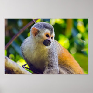 Squirrel monkey in Manuel Antonio NP - Costa Rica Poster