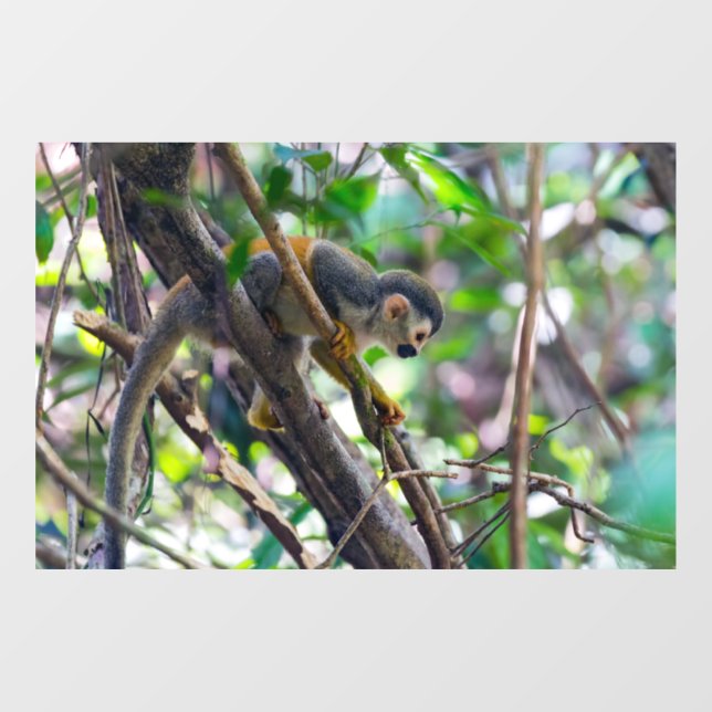 Squirrel monkey in Manuel Antonio NP - Costa Rica Window Cling (Sheet)