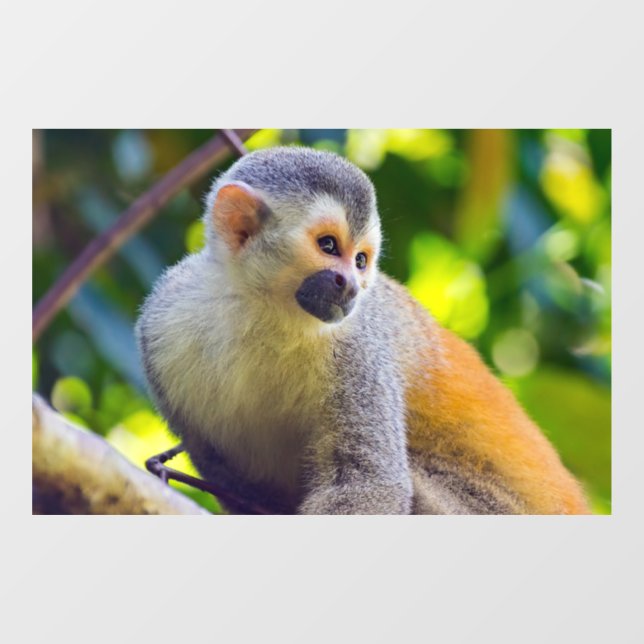 Squirrel monkey in Manuel Antonio NP - Costa Rica Window Cling (Sheet)
