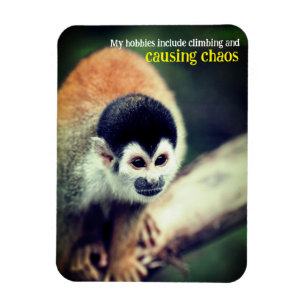 Squirrel monkey in tree magnet
